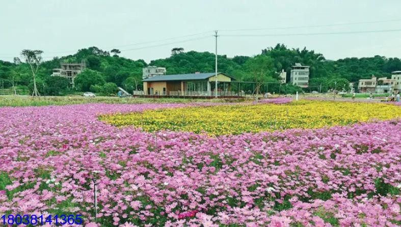 惠州丹鳳谷LED天幕屏LED時(shí)光隧道LED地磚屏成功點(diǎn)亮